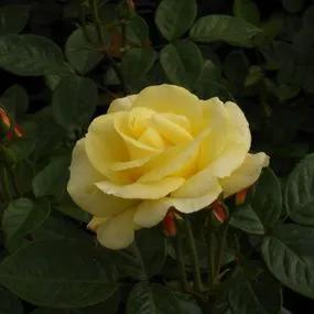 Arthur Bell Floribunda Rose (Rosa Arthur Bell) 2
